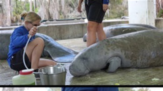Baby manatee, mother get care at SeaWorld after rescue last month