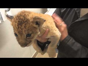 Bottle-feeding And Burping Lion Cubs
