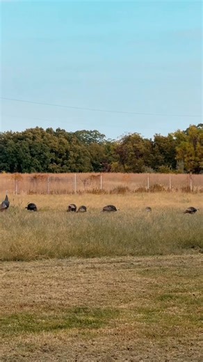 We've been seeing great turkey numbers this Fall! | Heartland Lodge Hunting