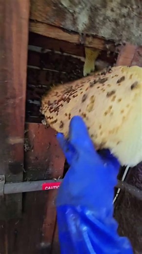 Surprise beehive discovery inside old wooden wall