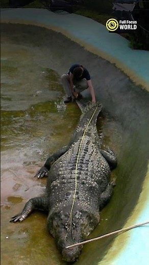 The Biggest Crocodile in the World 😱