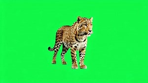 Animal Green Screen Background Animation Chroma Stock Footage Video (100% Royalty-free) 3597440729 | Shutterstock