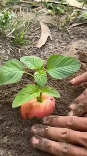 planting apple tree 🌴🌴 #viral #foryou #shortsfeed