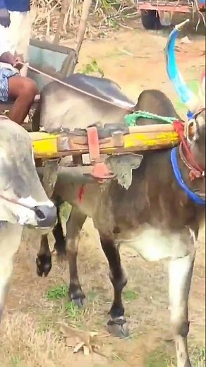 bullock cart ride | bullock heavy load ride bullock cart videos bull farmer cow | bullock cart race