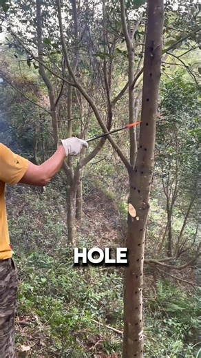 Sick Trees Make the World’s Rarest Scent 🧪