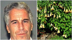 The science behind 'angel's trumpet' after its mention in Epstein records