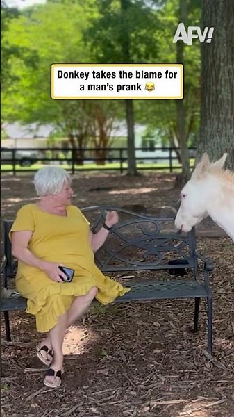 Donkey takes the blame for a man's prank 😂