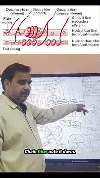 Structure of Muscle Spindle | Nuclear Bag, Nuclear Chain & Annulospiral Endings Made Simple