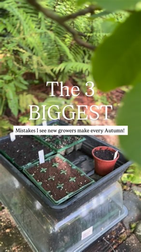 The Hampshire Seed Co. on Instagram: "🌱 Mistake 1: Killing seedlings with kindness. Overwatering is the fastest route to damping off — that heartbreaking moment when your seedlings keel over at the base and never recover. Keep compost just moist (not soggy), water from the base where possible, and always give them good airflow. 🌱 Mistake 2: Sowing too late. Hardy annuals need time to bulk up before winter sets in. If you wait until November, you’ll end up with spindly seedlings that don’t surv