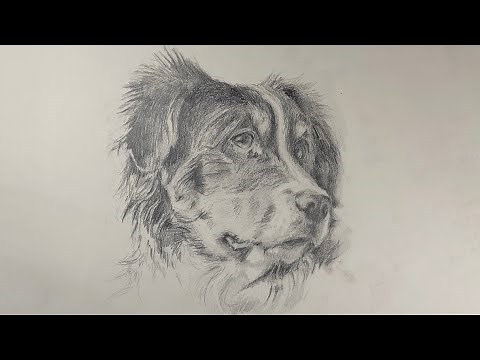 Step-by-Step Drawing Tutorial: Bernese Mountain Dog