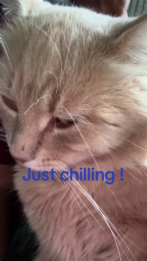 Crazy cats on TikTok