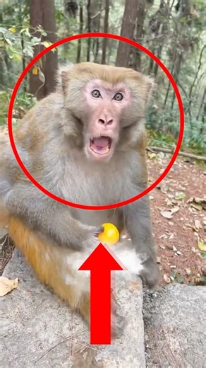 Funniest Monkey Clips Ever 🐒 | Top Viral Short 2026