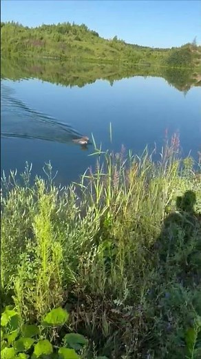 Wild Hare Swims Across Calm Lake and Safely Reaches the Shore
