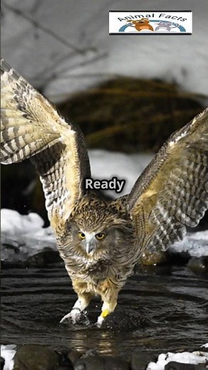 World’s Largest Owl Blakiston’s Fish Owl
