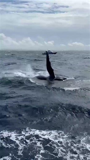 ペックスラップ！胸びれを水面に叩きつけるザトウクジラの行動