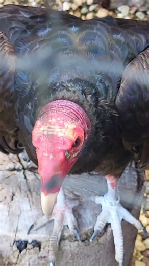 TURKEY VULTURE