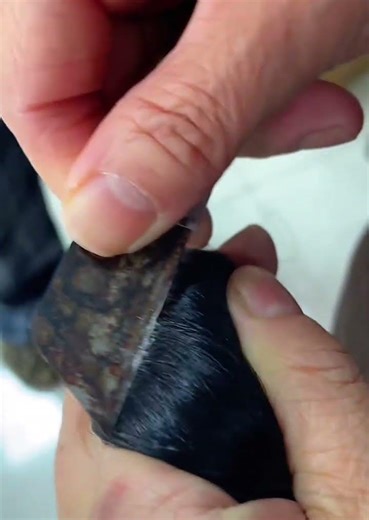 Raw Hair Cuticle Test with Blade | The Truth About 100% Real Human Hair