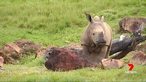 26K views · 63 reactions | Australia Zoo's new arrival, Carrie the...