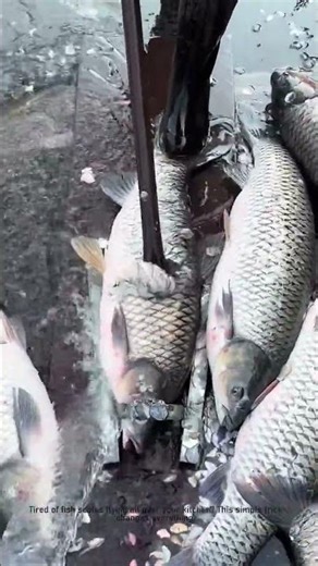 The Easiest Way to Scale Fish Without a Mess!