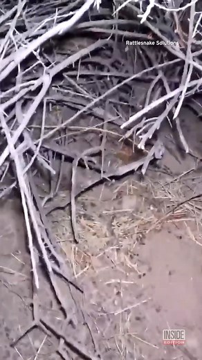 A homeowner found two diamondback rattlesnakes living in the ceiling of his #Arizona basement. | Inside Edition