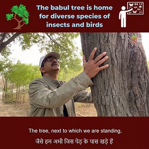 Ishtiyak Ahamad, who works with Give Me Trees, explains how the babul tree (acacia nilotica) is a home for diverse species of birds | Give Me Trees Trust