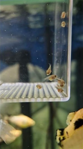 BLUE PARROT CICHLID FISH BABIES ARE GETTING A LITTLE BIGGER. #aquaticanimals #freshwaterfish