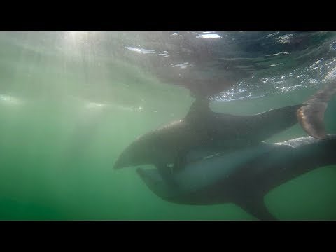 EXTREMELY rare dusky dolphin behaviour!