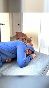 Doberman dogs are smart #fypシ゚viralシ #challenge #facts #reelsfbシ #TheFact #funny #doglover #doberman | The FacT