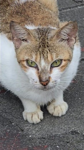 🍩 Disturb Me 🐈 #meow #catvideos #cat #catlover