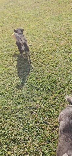 This video was from earlier this afternoon. My Posey has a collection of little toys on the patio steps. She has to grab one before she comes outside. Nina Neal | Eva Bone