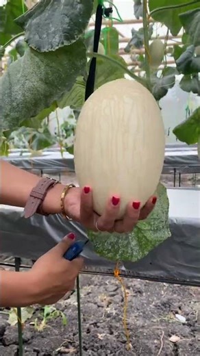 Panen Melon Hidroponik #melonhidroponik