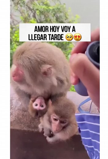 Adorable Monkey Interacting with Human in Nature