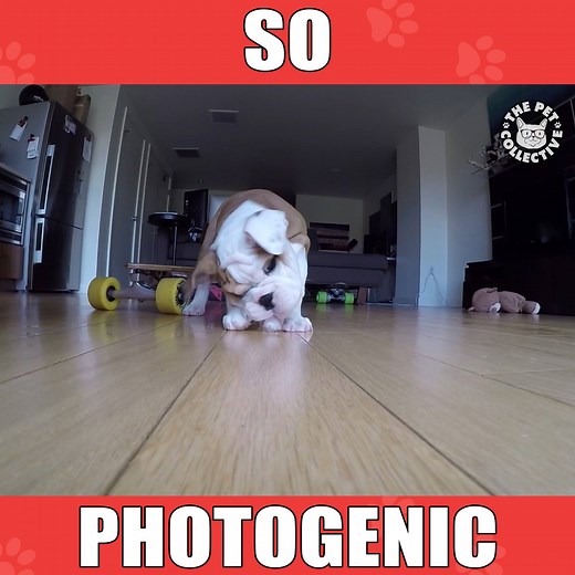 661K views · 25K reactions | These pups are workin' it: | The Pet Collective | Facebook