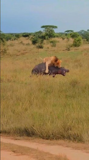 Lion vs Hippo: The Ultimate Showdown