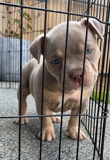 Available American Pocket Bully Puppies for Adoption