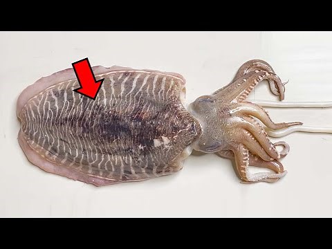 Cuttlefish Differ Significantly from Squid | Cuttlefish Dissection