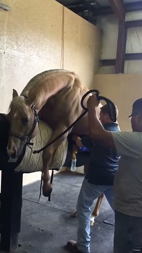 Collecting a Stallion for Collection & Evaluation class