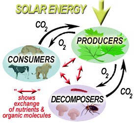 Producers, Consumers, and Decomposers in Ecosystems