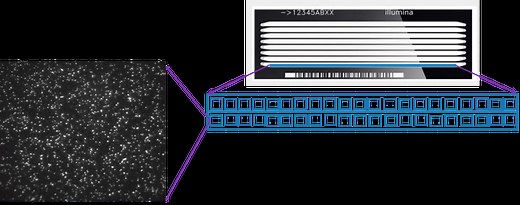 Illumina Hiseq/Miseq测序原理简介
