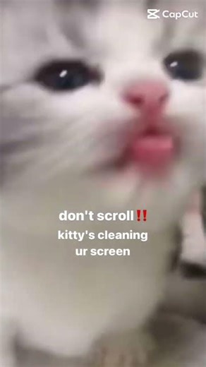 Kitty is cleaning your screen