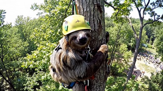 What did he get himself into? | ECO Tree Company