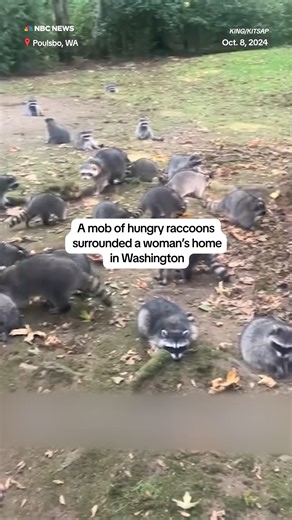 A Washington woman, who has been feeding raccoons near her house since the 1980s, has seen a mob of them grow over the past few weeks – and is being fined $500 per raccoon to have them removed. | NBC News