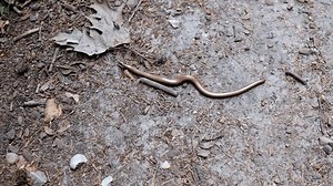 a slow worm crawls along the path