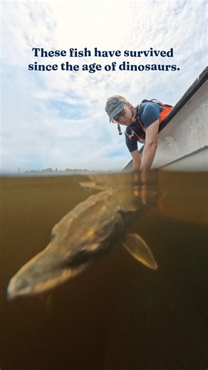 Tracking Living Fossils in Maine’s Rivers | University of Maine