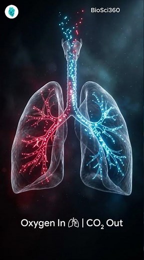 What Do Lungs Do?