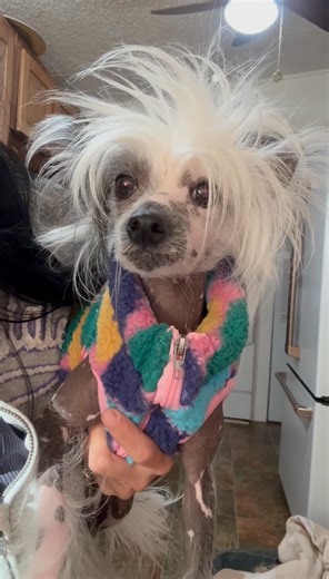 16K views · 2.3K reactions | Xanadu - A true beauty is not a huge fan of the camera.. | Mr. Pumpernickel’s Adventures | Facebook