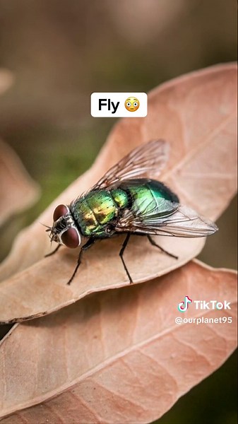 Discover Insects Up Close Under a Microscope