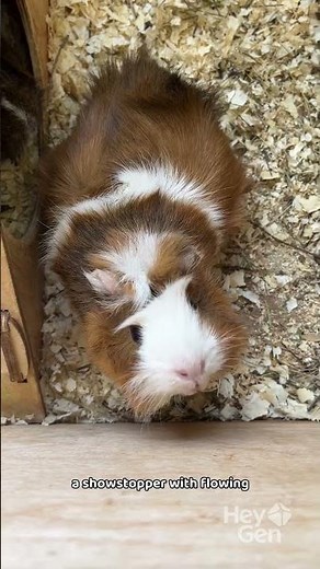 Top 3 Cutest Guinea Pig Breeds 🐹💖 | #Shorts