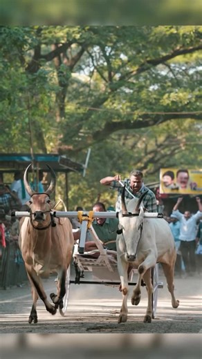UDHAYA  | Abhasa boys on back to back 🥇🎗️🥈🏆🏆 ,Record of rekla💥💥 21 time rolling champion 🏆🏆🏆 .#abhasastudfarm . . . . . #kangayambull #reckla... | Instagram