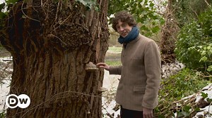 Merlin Sheldrake and the world of mushrooms